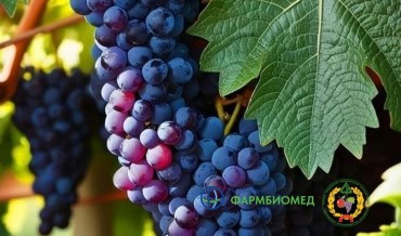 Приглашаем вас на научно-практический семинар, организованный ГК Фармбиомед и ФГБНУ СКФНЦСВВ  4 февраля 2026 г. | г. Краснодар